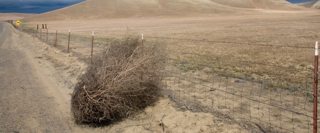 Tumbleweed01